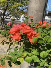 Afternoon walkabout through Banjarbaru's streets and gardens