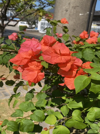 Afternoon walkabout through Banjarbaru's streets and gardens