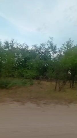 The video appears to be shot from inside a moving vehicle, looking out the side window and through the windshield. The scene outside is a rural landscape with dry grass and trees. The trees are green and appear to be swaying in the wind. The sky is overcast with some clouds. The road appears to be unpaved. In the rearview mirror, a person's arm is visible, and they are seemingly taking a photo with their phone.