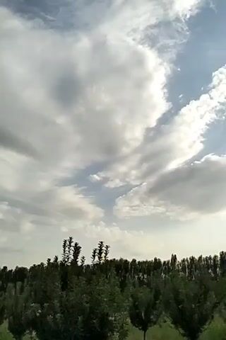 This is a vertical, handheld video taken outdoors during the day. The sky dominates the upper portion of the frame, filled with a mix of white and gray clouds, with patches of blue sky visible. The lower portion of the frame shows a landscape of trees. In the foreground, there are several rows of leafy green trees, some appearing to be fruit trees with visible branches. Behind them, a dense line of tall, slender trees, likely poplars or similar species, forms a dark green backdrop. The ground beneath the trees is covered in grass. The sun appears to be casting light through the clouds, creating a slightly overcast but bright atmosphere.