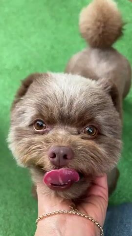 The video shows a close-up of a small, brown dog with its tongue sticking out, appearing to lick something. A person's hand, wearing a gold bracelet, is visible holding the dog's chin. The dog has large brown eyes and a fluffy tail. The background is a green, artificial surface, possibly turf. The dog's head moves slightly throughout the short clip.
