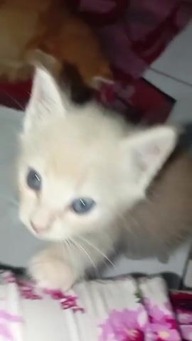 Here is a description of the video:

The video features two kittens. The first kitten, prominently featured in the foreground, has pale orange fur, and striking blue eyes. It is standing on what appears to be a white bed covering patterned with pink and purple flowers. It looks directly at the camera, and then turns and moves away. In the background, a second ginger kitten is seen curled up and resting on a red, patterned towel. The environment appears to be indoors, possibly on a tiled floor near a bed.