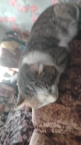 A cat is seen from above lying on a brown patterned surface, possibly a piece of furniture. The cat is mostly grey and white, with a pattern of darker grey stripes. The camera is at an angle looking down on the cat. The background includes a floral wallpaper and a cluttered space with various items, including what looks like clothes and possibly a bed. The lighting appears to be soft and diffused. There are sounds of snoring in the video.