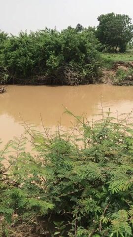 The video displays an outdoor landscape in Ilorin, Nigeria, centered around a muddy brown river. The camera pans horizontally, initially from left to right, and then returns partially to the left, showcasing the river and its surroundings.

The river's water is a uniform turbid, light brown color, with small ripples visible on its surface. The far bank is extensively covered with dense, lush green vegetation, including various bushes and trees that form a continuous green line along the water's edge. Beyond this natural barrier, in the distant background, several small structures with light-colored roofs are discernible, suggesting a nearby rural or semi-urban settlement.

The near bank, from which the video is recorded, features areas of sparse green grass interspersed with patches of exposed, damp earth that gently slope down to the river. Some close-up green foliage is prominent in the foreground at the start and end of the video.

No people or animals are visible in the scene, and no specific activity or event is taking place, other than the gentle flow of the river. The time of day appears to be daytime, under an overcast or cloudy sky, which diffuses the light across the landscape. The weather is calm. The scene evokes a sense of natural tranquility. There is no visible text present in the video.
