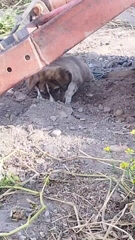 A puppy is lying on the ground under a red metal object. The puppy is brown and white and is curled up. The ground is covered in dirt and rocks. There are some plants in the foreground. The video is a close-up shot of the puppy.