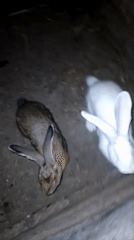 Farm animals at night on a rural property in Ustyvytsia