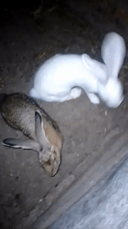Farm animals at night on a rural property in Ustyvytsia