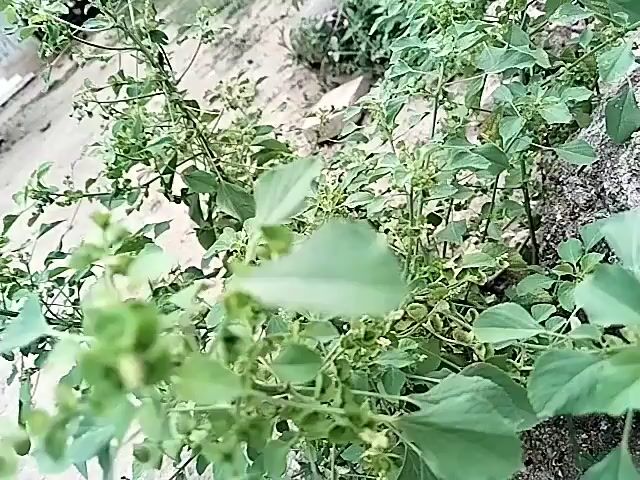The video shows a close-up, shaky view of a plant with green leaves and small green seed pods. The plant appears to be growing outdoors in sandy soil, possibly near a wall or some rocks. The camera angle changes slightly throughout the short clip, moving from a slightly elevated perspective to a more direct view of the plant. There are no people or animals visible in the video.
