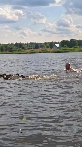 A flock of ducks, including at least one adult and several ducklings, swims in a body of water. One duckling appears to be interacting with a white plastic container floating in the water. The ducks are moving from left to right in the frame. The environment appears to be a lake or river with a shoreline visible in the background, featuring trees and some buildings. The sky is cloudy and bright, indicating daylight.