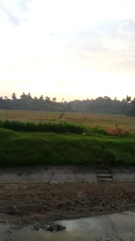 The video shows a rural landscape at dawn or dusk. A wide, concrete-lined irrigation canal runs through the foreground. The canal is mostly dry, with a small amount of stagnant water visible in some sections. The banks of the canal are covered in lush green grass. Beyond the canal, there is a large field of grassy, uneven terrain. In the distance, a line of trees forms a horizon against the brightening sky. The sky is pale and overcast, with the sun potentially obscured by the clouds. The camera is mounted on a moving vehicle, possibly a motorcycle, with the handlebars and a side mirror visible in the lower part of the frame. The video is shot from a low angle, emphasizing the perspective along the canal.