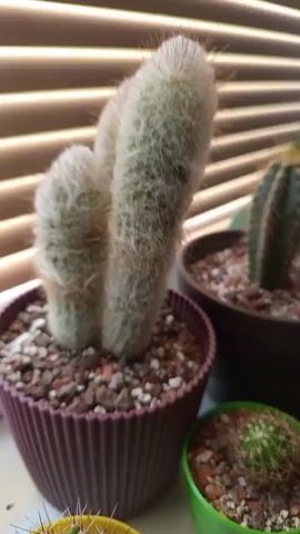 A close-up shot of a fuzzy cactus in a purple pot is shown. The cactus has multiple tall, cylindrical stems covered in white, hair-like spines. The pot is filled with a gritty soil mixture. In the background, other potted plants, including another cactus, are visible against a backdrop of horizontal blinds. The speaker identifies the fuzzy cactus as their favorite and notes that it is shedding.
