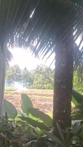 A close-up shot of a palm tree trunk with its fronds obscuring the view. In the background, there is a glimpse of a field with smoke rising from it. The camera pans slightly to the right, revealing more of the palm tree and its coconuts. Further in the background, the scene shows more tropical vegetation and a body of water.