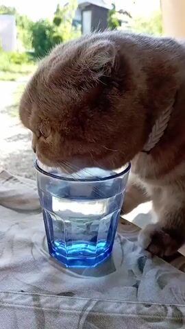 A close-up, slightly shaky video shows a light brown Scottish Fold cat drinking water from a blue glass. The cat's head is lowered, and its tongue is visible lapping at the water. The cat is wearing a braided white collar. The glass is placed on a patterned cloth. In the background, out of focus, is a backyard scene with greenery and a building. The lighting suggests it is daytime.