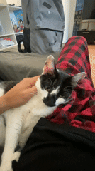 Person pets black and white cat on couch in Buenos Aires