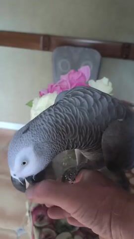 A close-up video shows a gray African Grey parrot perched on a person's hand and fingers. The parrot is positioned to the left side of the frame, facing downwards and to the right, nibbling on the person's index finger. Its head is tilted, and its beak is partially open. Behind the parrot and the hand, a blurry background consists of a floral arrangement with pink and white flowers. A wooden surface and a chair with a patterned upholstery are also visible in the background, suggesting an indoor setting. The video is short, capturing a brief moment of interaction between the bird and the person.