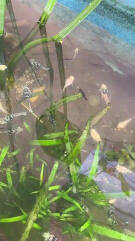 A school of small fish swim in a shallow body of water, likely a pond or aquarium, which is overgrown with aquatic plants. The fish are a mix of colors, including white, black and white, and red. The water is murky, and sunlight filters through the plants, creating dappled shadows on the bottom. The scene is peaceful and natural.