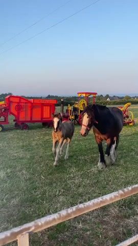 A mare and her foal are in a grassy field. The mare is dark brown with a white blaze on her face and white feathers on her legs. The foal is a lighter brown with a white blaze. They are standing near some vintage farm equipment. Behind them is a red and yellow threshing machine and a red and yellow tractor. The sky is clear and blue, with the sun setting. There is a white fence in the foreground.