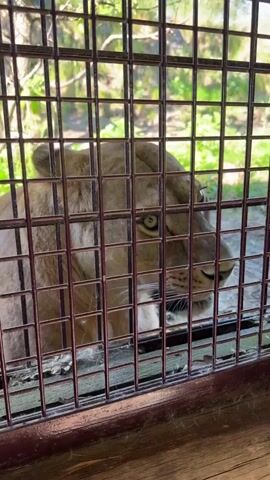 A light brown lion with visible whiskers and greenish eyes is seen from the chest up, through a dark brown metal grate. The lion’s mouth is open and its teeth are showing. The lion then closes its mouth, appearing to sniff, then opens its mouth again. Behind the cage is green foliage and a bright sky.