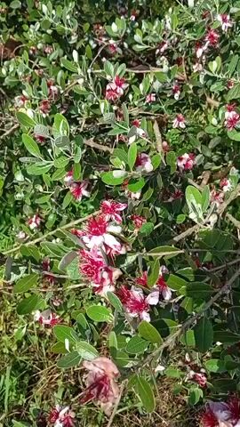 A video of a feijoa bush in bloom. The bush is covered in small, pink and white flowers with red centers. The leaves are a silvery-green color. The bush is growing in a natural setting, with grass and other greenery visible in the background. The video appears to have been shot on a sunny day.