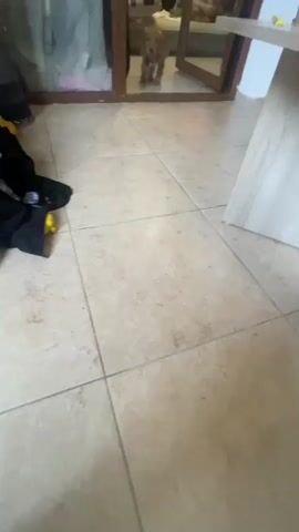 This media file captures a short, shaky video of a light brown dog, likely a puppy, inside a building. The flooring appears to be tiled in a light, neutral color. In the background, there's a doorway with glass panes, hinting at an indoor setting with natural light. To the left of the frame, a black garment and a yellow object are visible, suggesting personal belongings are present. To the right, a light-colored wooden table or surface is partially in view.

The dog is the central subject, and its movements are captured in motion blur, indicating it's active and possibly playful or curious. It appears to be moving towards the viewer or interacting with something just out of frame. The overall impression is of a casual, domestic scene. There is no visible text in the media.