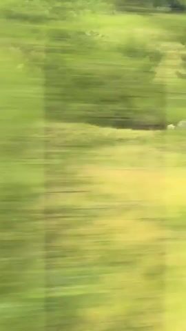 This is a short video showing a herd of cows grazing in a grassy field. There is a large tree and some bushes in the background, as well as a white trailer. The video is shot from a moving vehicle, causing the background to be blurred.