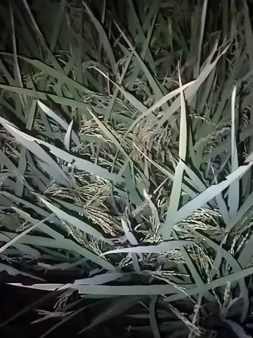 The video shows a close-up view of a rice paddy field at night. The camera is very close to the rice stalks, which are mostly green and appear to be mature, with some showing grains. The lighting is artificial and appears to be a flashlight, casting shadows and highlighting the stalks. The camera moves slowly and erratically, giving a shaky and disorienting view of the dense vegetation. The background is dark, suggesting it is nighttime and the field is not otherwise illuminated. There are no visible people, animals, or man-made structures other than potentially the light source itself. The overall impression is of an undisturbed, natural environment at night, viewed through a shaky lens.