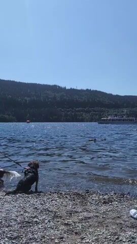 The media file displays a serene lakeside scene on a bright, sunny day. The sky is a clear, vibrant blue, indicating fair weather. The foreground is a pebbly shore leading into the shimmering blue water of a lake.

In the shallow water near the shore, a dark-colored dog on a leash is partially submerged, looking out towards the lake. To the left of the dog, a lighter-colored dog is also visible at the edge of the water. The presence of dogs suggests a casual outing or leisure activity.

Across the water, a large, white passenger boat is sailing. The boat is filled with people, suggesting a tour or a recreational cruise. The boat has multiple decks and appears to be a tour boat designed for carrying many passengers.

In the background, a densely forested hill or mountain rises from the lake's edge, its dark green foliage contrasting with the bright blue sky and water. The overall impression is one of a peaceful, picturesque summer day at a popular tourist destination. The sun's reflection on the water suggests it is likely midday. No visible text is present in the media file. The setting is a lake, and given the context, likely a place like Titisee-Neustadt in Germany, known for its lake and surrounding forests. The activity is a leisurely one, with people enjoying a boat ride and dogs exploring the water's edge.