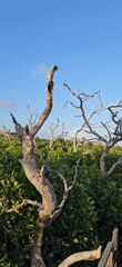 Helicopters and mangrove landscapes observed near Denpasar helipad