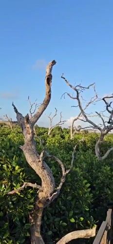 Helicopters and mangrove landscapes observed near Denpasar helipad