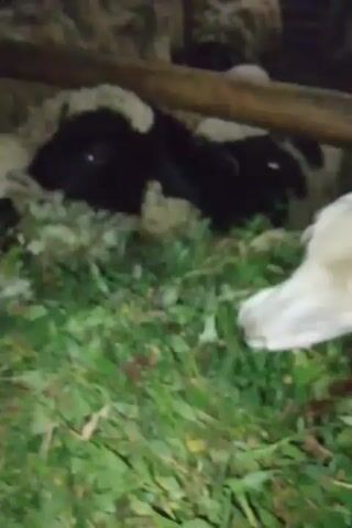 The video shows a close-up view of several sheep eating green forage. The sheep are in a dimly lit enclosure, possibly a barn or pen, with wooden beams visible above them. The focus is on their heads and upper bodies as they bury their faces in the pile of food. One sheep in the foreground has a white face with black markings around its eyes and nose. Another sheep to its right has a black face with white markings. The forage is lush and green, with some yellowing leaves mixed in. The lighting is low, creating a slightly grainy texture to the video.