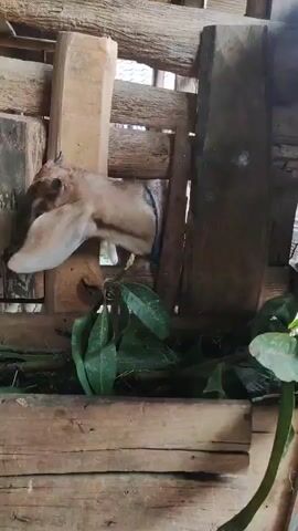 Two goats are visible in a wooden enclosure. The goat in the foreground is light brown with long ears and is leaning over a wooden trough filled with green leaves. A blue rope is tied around its neck. The second goat, to the left, is black and white and partially obscured. The enclosure is made of rough wooden planks and logs.