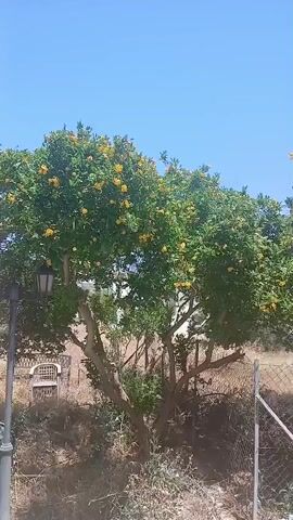 The video captures an outdoor scene dominated by a large tree with green foliage and numerous yellow blossoms under a clear blue sky. To the left, a black, traditional-style lantern on a post is partially visible. A chain-link fence extends across the lower right portion of the frame, marking a boundary. Behind the tree and fence, the ground appears dry and grassy. As the camera slowly pans right, another tree with similar characteristics comes into view, and a wider expanse of the dry, uncultivated land is revealed in the mid-ground. The overall impression is a sunny, natural setting.