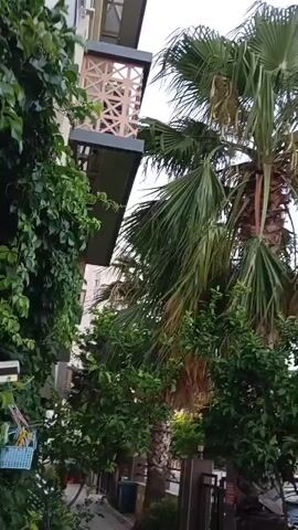 The video shows a close-up view of a palm tree and some surrounding greenery. The palm tree is tall and has large fronds. There are also smaller trees and bushes visible, as well as a building in the background. The lighting suggests it is daytime, possibly overcast. The camera appears to be held at a slight angle looking upwards towards the top of the palm tree. There are no people or animals visible in the frame. The overall scene is one of an outdoor urban or suburban environment with lush vegetation.