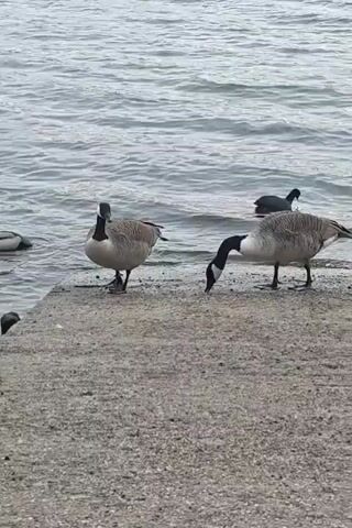 The video shows two geese on a gray, cement bank at the edge of a body of water. One goose is near the edge, bending its neck down repeatedly to the ground. The other goose stands more upright. There are other waterfowl in the water nearby. A child’s voice is heard saying “Do six times.”