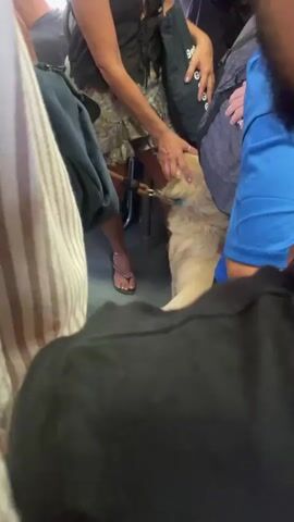 The video shows a light-colored dog on a leash being petted by people in a crowded indoor space, possibly public transportation. The dog is a golden retriever with a blue collar. A woman with a patterned dress and sandals is petting the dog. Another person, wearing a blue shirt, is also visible. The floor appears to be gray and textured.