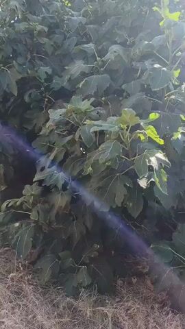 A low-angle view shows a dense fig tree with dark green leaves and some fruit. The sun shines brightly through the leaves, creating lens flare and casting shadows. The ground beneath the tree is covered with dry grass and dirt. The video pans up slightly, revealing more of the tree and the blue sky above.