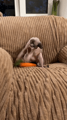 Hairless cat plays with toy carrot on corduroy sofa