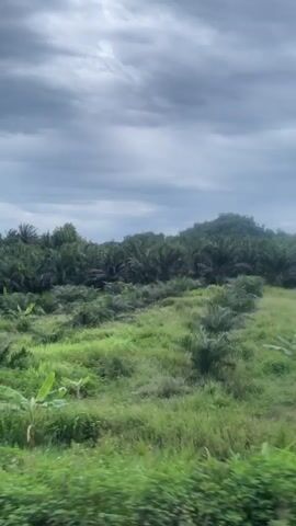This is a video of a landscape with palm trees and other vegetation under a cloudy sky. The camera is moving, creating a sense of motion blur. The scene appears to be rural, possibly a plantation or farmland. The overall impression is one of a natural environment with some signs of human cultivation.