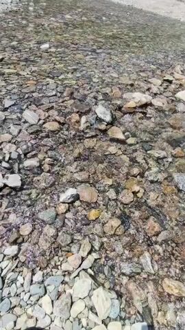 The video shows a shallow, clear stream flowing over a rocky bed. The stream is surrounded by lush green trees and vegetation on a hillside. The water is clear enough to see the various sizes and colors of the rocks beneath the surface. Sunlight is filtering through the trees, creating dappled light on the water. The scene appears to be a peaceful, natural environment.