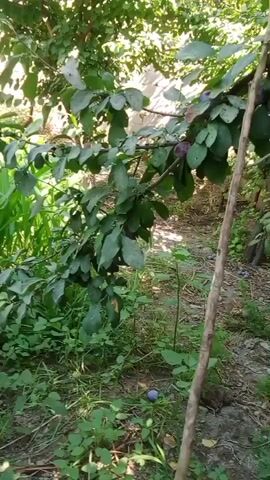 The video captures a close-up view of a plum tree branch laden with ripe, purple plums and green leaves. The branch is positioned in the foreground, with a thin wooden pole leaning against it on the right side of the frame. In the background, more plum trees and foliage are visible, suggesting an outdoor orchard or garden setting. The ground appears to be covered with dirt, small stones, and some scattered fallen plums and leaves. Sunlight filters through the leaves, creating dappled light and shadows. The camera slowly pans upwards, focusing on the clusters of plums hanging from the branches.