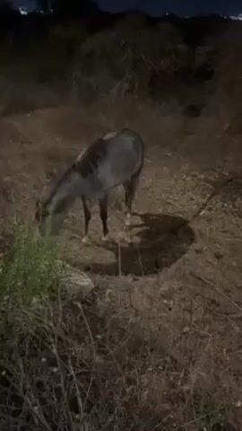 At night, a light shines on a field area containing two horses. The horse in the foreground is gray, standing still, and the background horse is black, walking away.  Behind the horses are various shrubs, and in the far background are some lights. The ground is dry with sparse vegetation.