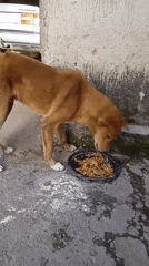 Everyday life at a Mangu compound: vehicles, cooking fires, and dogs