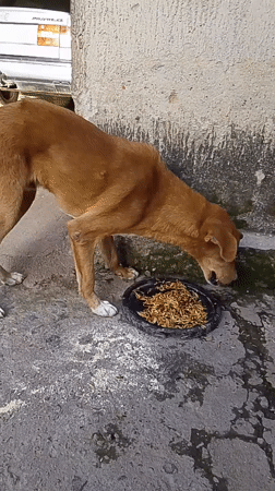 Everyday life at a Mangu compound: vehicles, cooking fires, and dogs