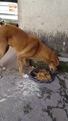 A medium-sized, short-haired dog with light brown fur is eating from a black bowl filled with noodles. The dog is positioned to the right of the frame, facing down into the bowl with its head partially submerged in the food. Its tail is not visible.

The setting appears to be outdoors, with a rough, textured concrete ground. To the left of the dog, a portion of a white vehicle is visible, suggesting it's parked nearby. Behind the dog, a rough, textured wall with some discoloration and what appears to be moss or grime is present. The lighting suggests it is daytime, with no specific indicators of time or weather conditions. The overall scene conveys a simple, everyday moment of an animal feeding. There is no visible text in the media file.