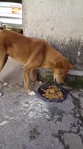 Everyday life at a Mangu compound: vehicles, cooking fires, and dogs