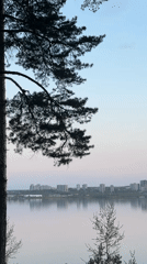 Peaceful cityscape captured across water with pine tree frame