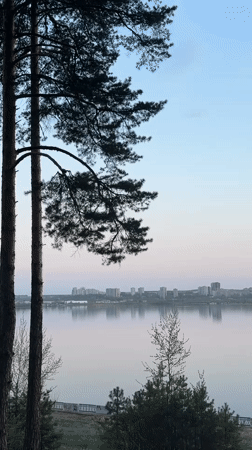 Peaceful cityscape captured across water with pine tree frame