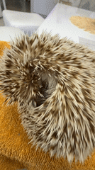 Close-up look at a curled hedgehog in Sofia