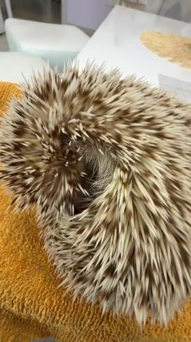 Close-up look at a curled hedgehog in Sofia