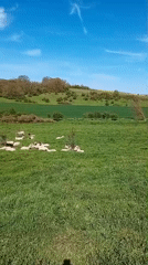 Sheep and birds graze in sunny Bulgarian countryside